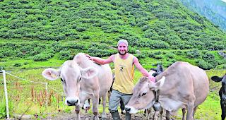 Eingespannt. Hirte Gabriel mit zweien seiner Braunviehk&uuml;he auf der Alpe am Ladsteg. 