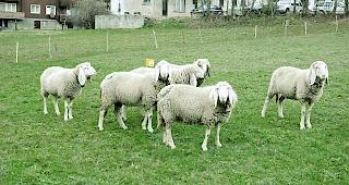 Die Saaser Mutten sind am Schafscheid in Saas-Almagell zu bewundern.