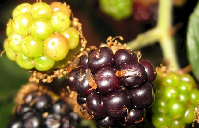 Brombeer-Killer. Die 2 bis 3 Millimeter grosse Kirschessigfliege tritt erst seit wenigen Jahren in der Schweiz auf.