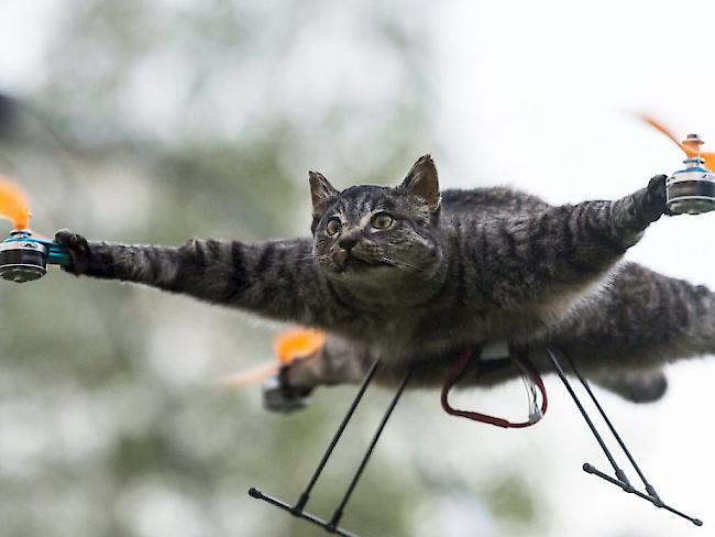 Kunst oder Geschmacklosigkeit? Über die Katzen-Drohne lässt sich streiten.