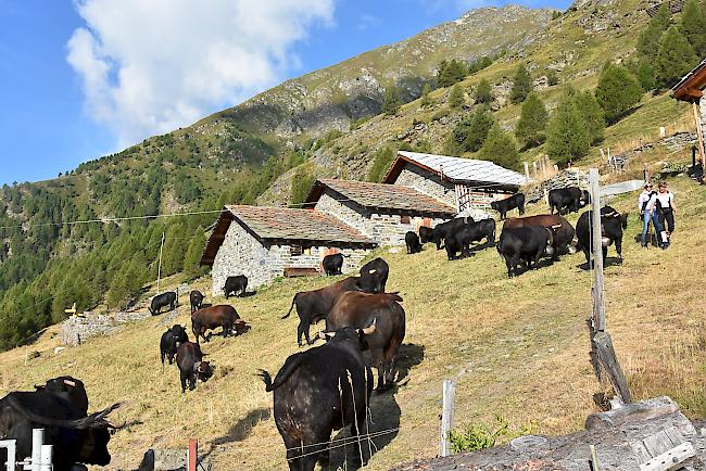 Impressionen vom Alpabzug der Alpe Pletschen. 