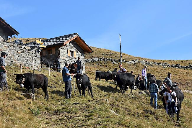 Impressionen vom Alpabzug der Alpe Pletschen. 