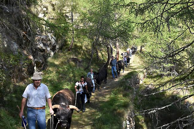 Impressionen vom Alpabzug der Alpe Pletschen.