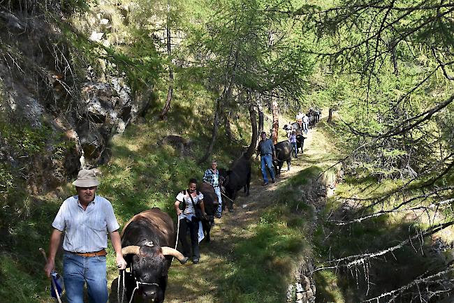 Impressionen vom Alpabzug der Alpe Pletschen. 