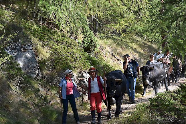 Impressionen vom Alpabzug der Alpe Pletschen.