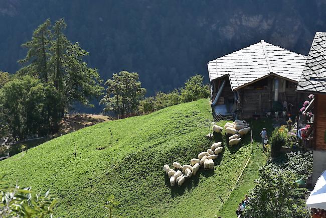 Impressionen vom Alpabzug der Alpe Pletschen. 