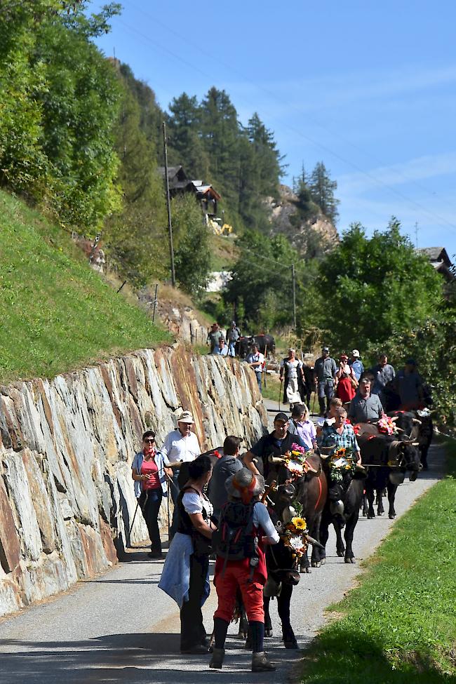 Impressionen vom Alpabzug der Alpe Pletschen. 