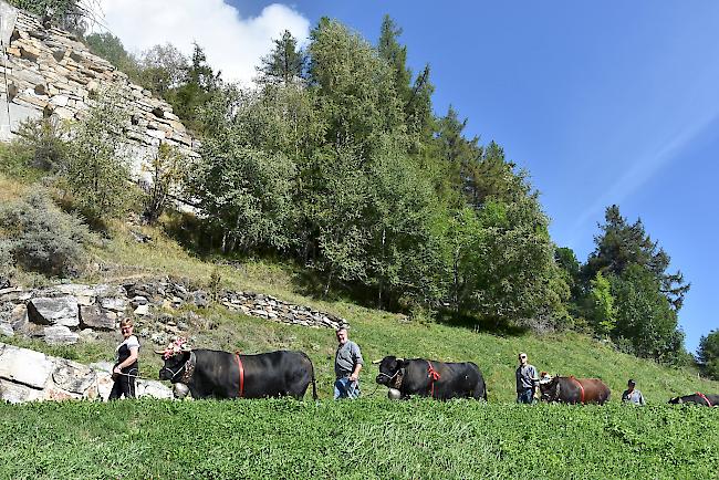 Impressionen vom Alpabzug der Alpe Pletschen. 