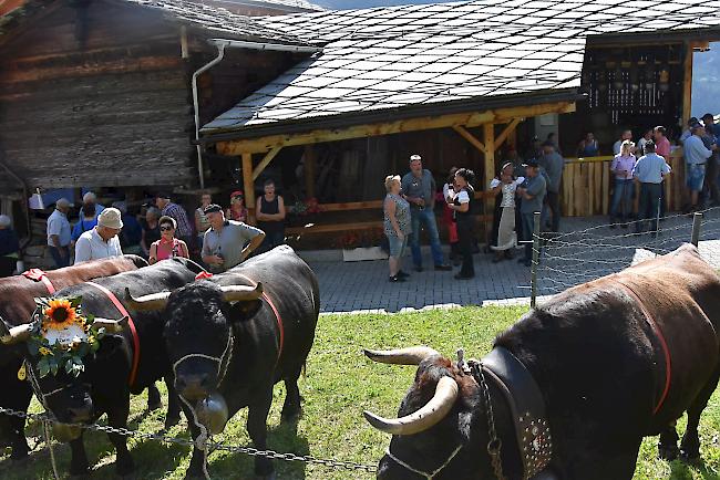 Impressionen vom Alpabzug der Alpe Pletschen.