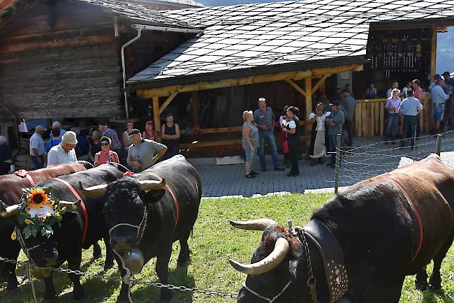 Impressionen vom Alpabzug der Alpe Pletschen. 