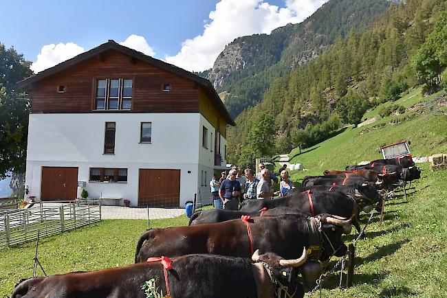 Impressionen vom Alpabzug der Alpe Pletschen. 