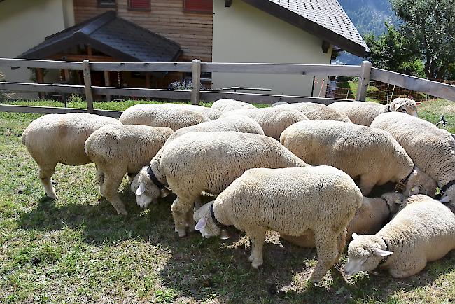 Impressionen vom Alpabzug der Alpe Pletschen. 