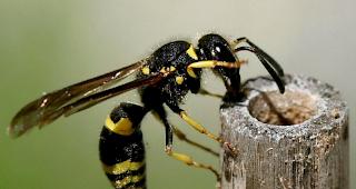 Zehn Kinder einer Schulklasse wurden gestochen. (Archivbild)