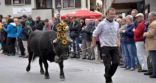 Viel Publikum an der diesj&auml;hrigen Alpabfahrt von der Belalp.