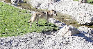 Der Verein Lebensraum Schweiz ohne Grossraubtiere fordert, dass die Kantone in der Wolfsdebatte mehr Verantwortung &uuml;bernehmen. 
