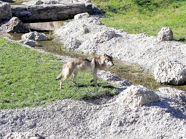 Der Verein Lebensraum Schweiz ohne Grossraubtiere fordert, dass die Kantone in der Wolfsdebatte mehr Verantwortung übernehmen. 
