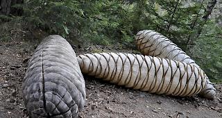 Ein echter Hingucker: Die riesigen Tannzapfen sind verbl&uuml;ffend echt...