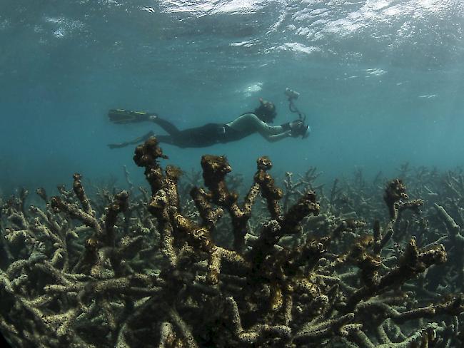 Abgestorbene Korallen im Great Barrier Reef vor Australien. (Archiv)