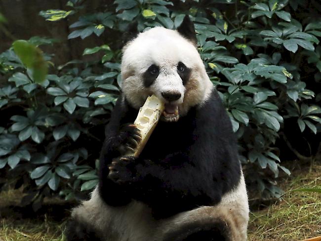 Hier kaut Jia Jia noch munter Bambus - nun ist die älteste Panda-Dame der Welt in Hongkong gestorben. (Archiv)