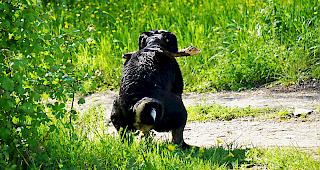 Hunde laufen in Ried-Brig oft frei herum. Hundekot in W&auml;ldern und Wiesen ist die Folge.