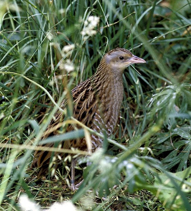 In der Schweiz ist der Wachtelkönig selten geworden. Die Intensivierung der Landwirtschaft mit immer schnelleren Mähmaschinen hat dem scheuen Wiesenbewohner arg zugesetzt. Sichtbeobachtungen des Vogels sind äusserst rar.