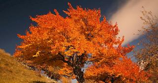Eindr&uuml;cklich. Ein Kirschbaum im Herbstkleid.