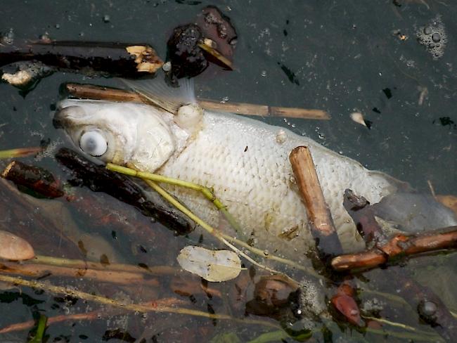 Hunderte Fische sind in einem Waadtländer Bach verendet, weil chlorhaltige Reinigungsprodukte ins Wasser gelangt waren.