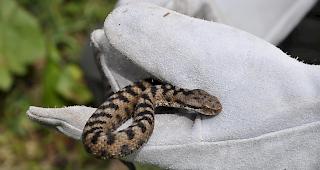 Die giftige Aspisviper hat einen leicht dreieckigen Kopf, der sich klar vom Rumpf abgrenzt.