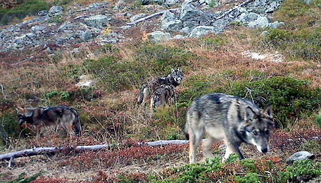 Laut Gerke umfasst das Augstbord-Rudel mindestens vier Wölfe. Bisher konnten nicht mehr als vier Tiere gleichzeitig beobachtet werden. 



