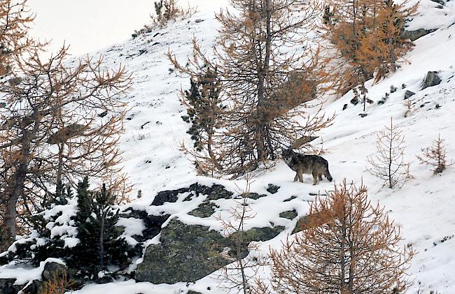 Üblicherweise umfasst ein Wolfsrudel vier bis zehn Tiere.