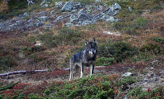 Für GWS-Präsident David Gerke gibt es aufgrund der Bilder keinen Zweifel mehr daran, dass in der Augstbord-Region ein Wolfsrudel lebt.  


