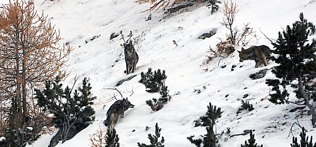 Die Gruppe Wolf Schweiz schiesst erstmals Fotos von mehreren Wölfen in der Augstbord-Region und bestätigt mit der Bildstrecke eine Rudelbildung in den Schattenbergen. Die Fotos sind im November 2016 entstanden.  








