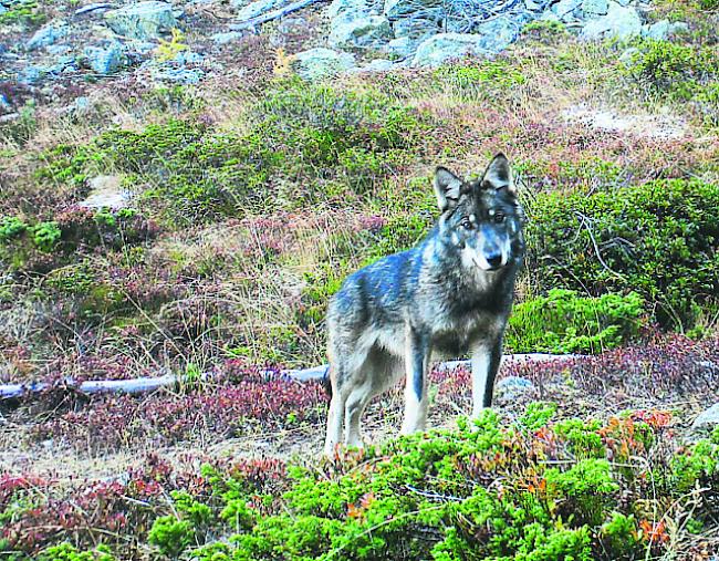 Zum Tier des Jahres wurde der Wolf gekürt.