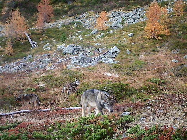 Zur Regulation des Augstbordrudels hat der Kanton am Mittwoch den Abschuss eines Jungwolfes angeordnet. Am Donnerstag brachte die Wildhut ein weibliches Tier zur Strecke (Symbolbild). 