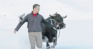 Wehe, wenn sie losgelassen. Im Schnee zeigt die aufgeweckte Eringerkuh &laquo;Tiara&raquo;, was in ihr steckt.