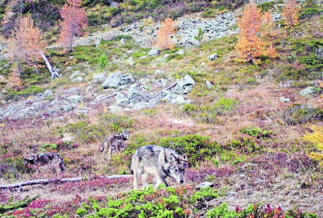 Ertappt. Eine Wildtierkamera der Gruppe Wolf Schweiz hielt vor wenigen Wochen vier Wölfe des Augstbord-Rudels im weitläufigen Gebiet der Eischleralpe fest. 