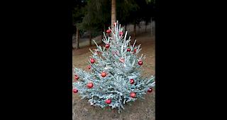 «Letzthin bei einem Spaziergang im Wald hab ich diesen Baum bei einer Hütte entdeckt.»