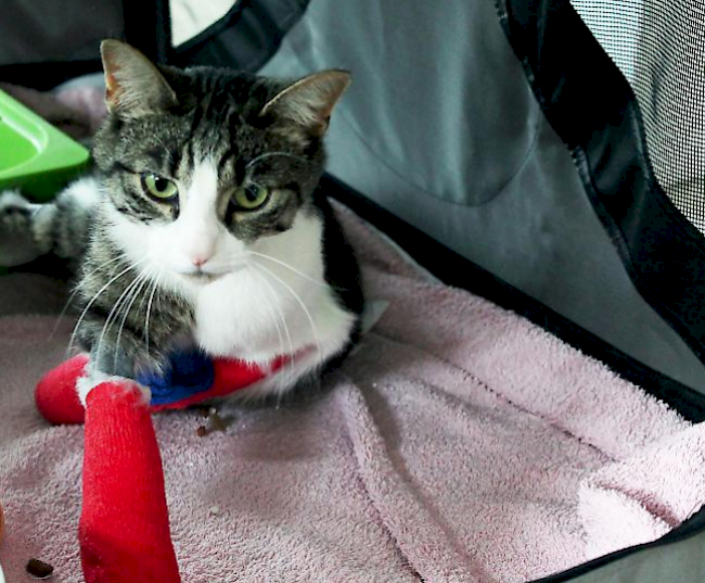 Die angeschossene Hauskatze «Lilly» erholt sich von ihren Strapazen.