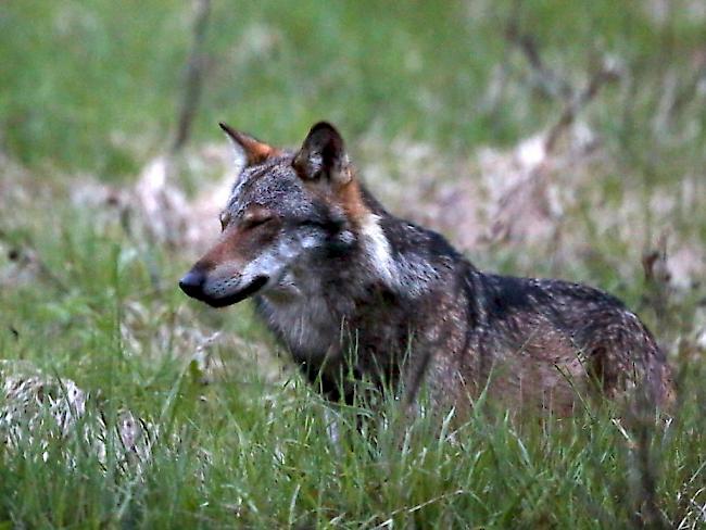 Grosses Interesse an einem Beitrag im August: der Bundesrat will die Wolfsjagd erlauben. 