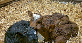 Seltene Drillingsgeburt: Evol&egrave;ner-Kuh &laquo;Belinda&raquo; bringt in Zermatt drei K&auml;lbchen zur Welt. 