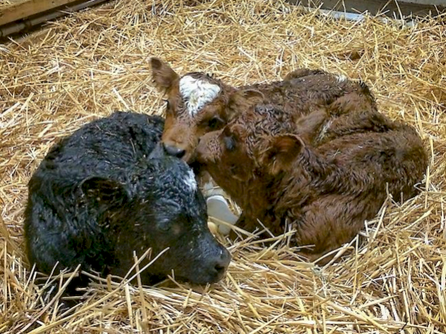 Seltene Drillingsgeburt: Evolèner-Kuh «Belinda» bringt in Zermatt drei Kälbchen zur Welt. 
