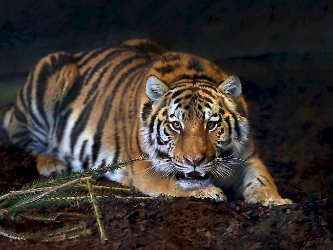 Tigerin Julinka kam am 21. Dezember aus dem Zoo im tschechischen Olomuc in den Walter Zoo nach Gossau SG.