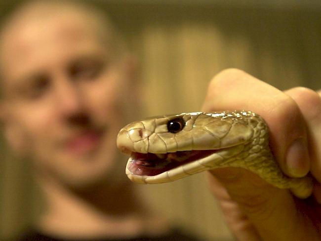 Forscher hält einen Taipan. Das Reptil gehört zu den giftigsten Schlangen der Welt. (Archiv)