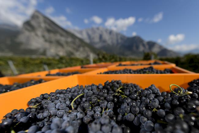 Im Wallis wurden im vergangenen Jahr 30.8 Mio. Kilogramm rote Trauben geerntet.