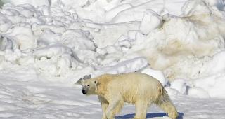 Ein Eisb&auml;r in Alaska trocknet in der Sonne nach einem Bad. Die Tiere sind wegen der Klimaerw&auml;rmung vom Aussterben bedroht. (Archiv)