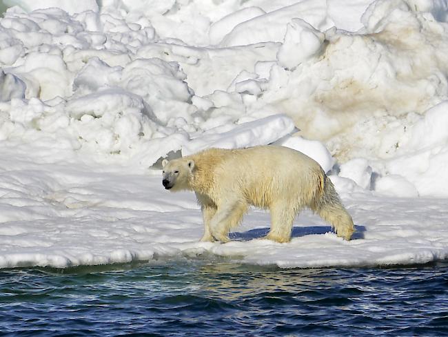 Ein Eisbär in Alaska trocknet in der Sonne nach einem Bad. Die Tiere sind wegen der Klimaerwärmung vom Aussterben bedroht. (Archiv)