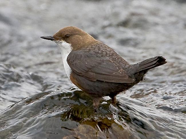 Die Wasseramsel ist der Vogel des Jahres 2017.