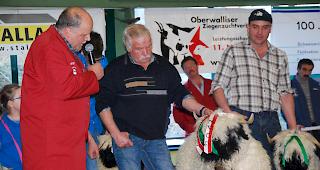 Chefexperte Richard Zeiter lobt das Siegerschaf von Hugo Schnydrig. 