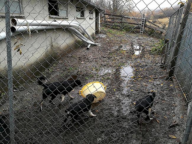 Auch schlechte Haltungsbedingungen von Tieren, in diesem Fall eine Zwingerhaltung von Hunden, beschäftigten den Tierschutz Oberwallis im letzten Jahr.