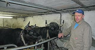 Dominik Pfammatter liebt das welsche Vieh.